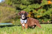 Benji, a male Boxer for sale in Sugarcreek, OH – 8 of 10