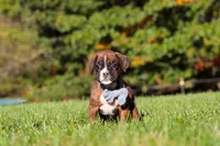 Benji, a male Boxer for sale in Sugarcreek, OH – 6 of 10