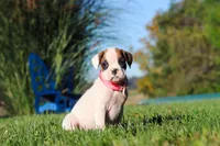 Josie, a female Boxer for sale in Sugarcreek, OH – 5 of 7