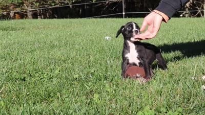 Winnie, a female Boxer for sale in Sugarcreek, OH – 8 of 8