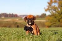 Rocky, a male Boxer for sale in Sugarcreek, OH – 9 of 10