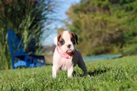 Josie, a female Boxer for sale in Sugarcreek, OH – 4 of 7