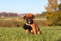 Rocky, a male Boxer for sale in Sugarcreek, OH – 3 of 10