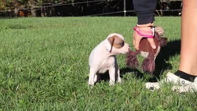 Josie, a female Boxer for sale in Sugarcreek, OH – 7 of 7