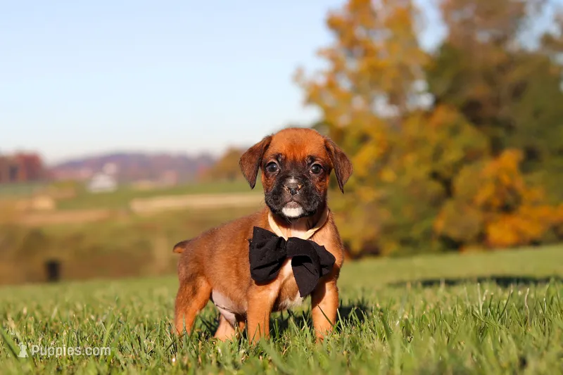 Rocky – Boxer puppy for sale in Sugarcreek, OH