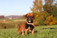 Rocky, a male Boxer for sale in Sugarcreek, OH – 1 of 10