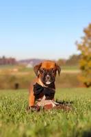 Rocky, a male Boxer for sale in Sugarcreek, OH – 7 of 10