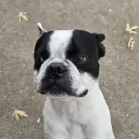 Pico, a male Boston Terrier for sale in Westminster, CO – Photo 1 of 2