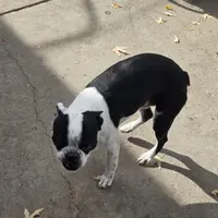 Pico, a male Boston Terrier for sale in Westminster, CO – Photo 2 of 2