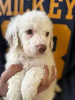 Pecas, a female Goldendoodle for sale in Davis, CA – Photo 1 of 3