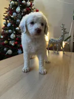 Pecas, a female Goldendoodle for sale in Davis, CA – Photo 3 of 3