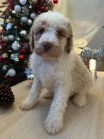 Bella, a female Goldendoodle for sale in Davis, CA – Photo 3 of 5