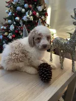 Bella, a female Goldendoodle for sale in Davis, CA – Photo 4 of 5