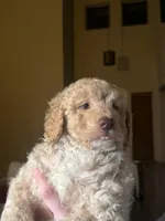 Canela, a female Goldendoodle for sale in Davis, CA – Photo 1 of 5