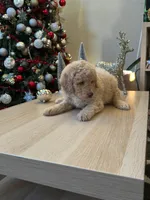 Canela, a female Goldendoodle for sale in Davis, CA – Photo 4 of 5