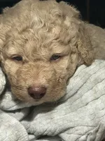 Canela, a female Goldendoodle for sale in Davis, CA – Photo 5 of 5