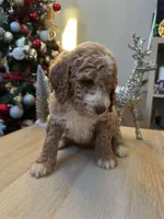 Luke, a male Goldendoodle for sale in Davis, CA – Photo 3 of 6