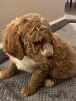 Luke, a male Goldendoodle for sale in Davis, CA – Photo 1 of 6