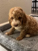 Luke, a male Goldendoodle for sale in Davis, CA – Photo 4 of 6