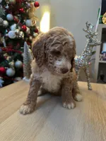 Luke, a male Goldendoodle for sale in Davis, CA – Photo 5 of 6