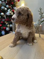 Luke, a male Goldendoodle for sale in Davis, CA – Photo 6 of 6