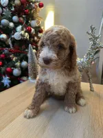 Luke, a male Goldendoodle for sale in Davis, CA – Photo 2 of 6