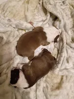 Chocolate girl, a female Boston Terrier for sale in Lumberton, NC – Photo 4 of 4