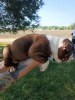 Chocolate girl, a female Boston Terrier for sale in Lumberton, NC – Photo 3 of 4