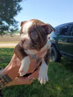 Chocolate girl, a female Boston Terrier for sale in Lumberton, NC – Photo 1 of 4