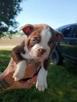 Chocolate girl, a female Boston Terrier for sale in Lumberton, NC – Photo 2 of 4