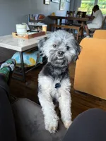 Carter, a male Shih Tzu and Yorkshire Terrier for sale in Deer Park, NY – 3 of 3