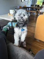 Carter, a male Shih Tzu and Yorkshire Terrier for sale in Deer Park, NY – 2 of 3