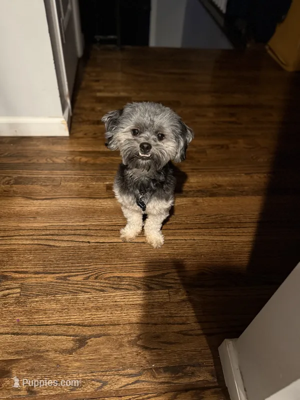 Carter – Shih Tzu, Yorkshire Terrier puppy for sale in Deer Park, NY