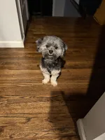 Carter, a male Shih Tzu and Yorkshire Terrier for sale in Deer Park, NY – 1 of 3