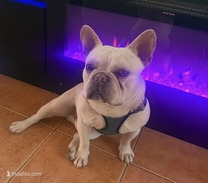 Tyson – French Bulldog puppy for sale in Ozone Park, NY