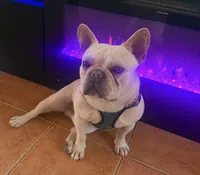 Tyson, a male French Bulldog for sale in Ozone Park, NY – 1 of 2