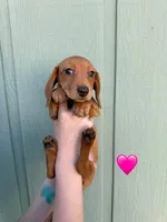 Kona’s #1, a female Miniature Dachshund for sale in Bismarck, ND – 2 of 2