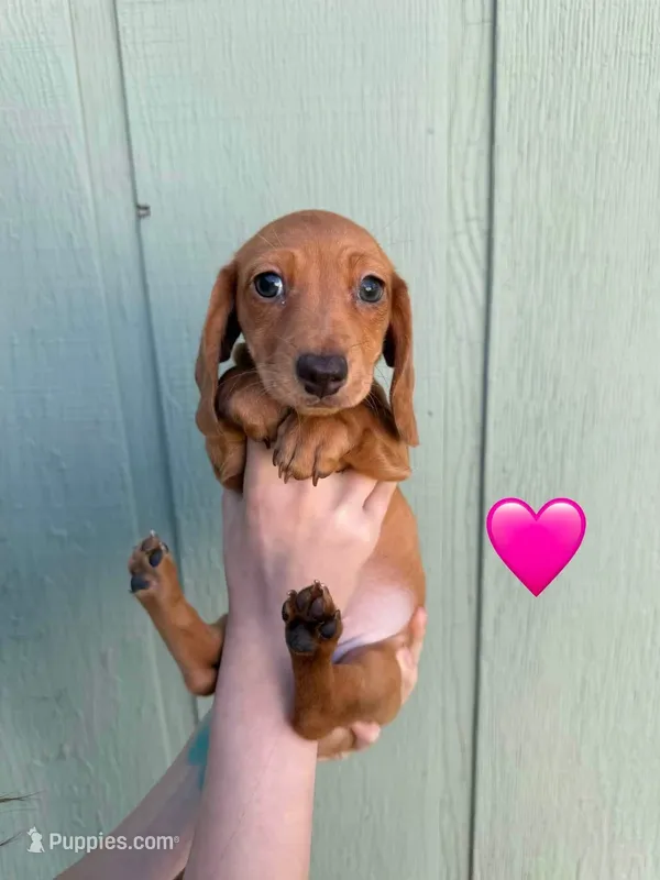 Kona’s #1 – Miniature Dachshund puppy for sale in Bismarck, ND