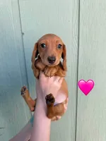 Kona’s #1, a female Miniature Dachshund for sale in Bismarck, ND – 1 of 2