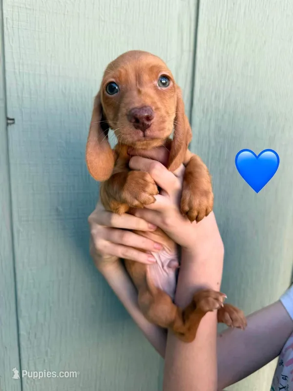 Kona’s #3 – Miniature Dachshund puppy for sale in Bismarck, ND