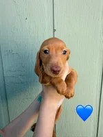 Kona’s #3, a male Miniature Dachshund for sale in Bismarck, ND – 2 of 2