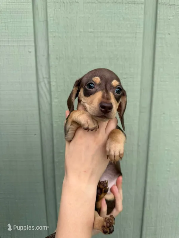 Kona’s #4  – Miniature Dachshund puppy for sale in Bismarck, ND