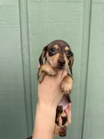 Kona’s #4 , a female Miniature Dachshund for sale in Bismarck, ND – 1 of 3