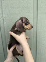 Kona’s #4 , a female Miniature Dachshund for sale in Bismarck, ND – 3 of 3