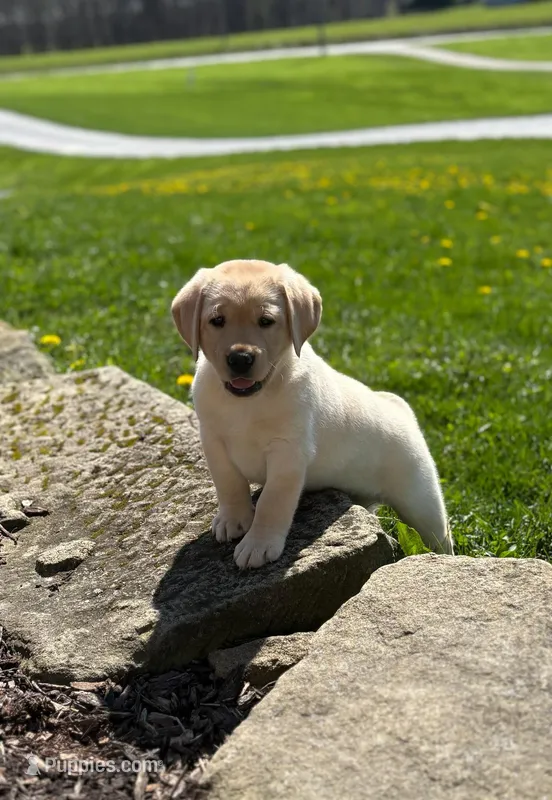 Yellow female – Labrador Retriever puppy on hold in Doylestown, OH