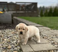 Yellow female, a female Labrador Retriever for sale in Doylestown, OH – Photo 2 of 4