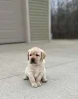 Yellow female, a female Labrador Retriever for sale in Doylestown, OH – Photo 3 of 4