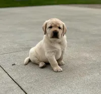 Yellow female, a female Labrador Retriever for sale in Doylestown, OH – Photo 4 of 4