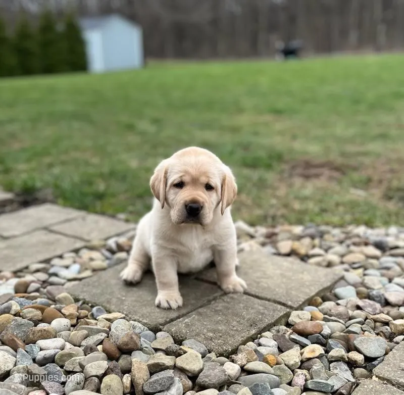 Yellow female – Labrador Retriever puppy for sale in Doylestown, OH