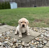 Yellow female, a female Labrador Retriever for sale in Doylestown, OH – Photo 1 of 4